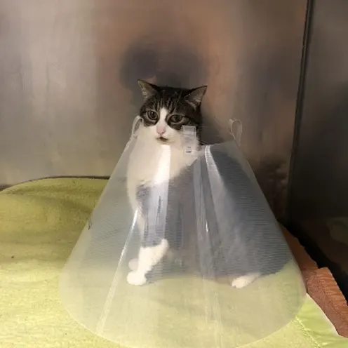 Tabby grey and white cat has a cone around them, sitting in their cage after surgery.